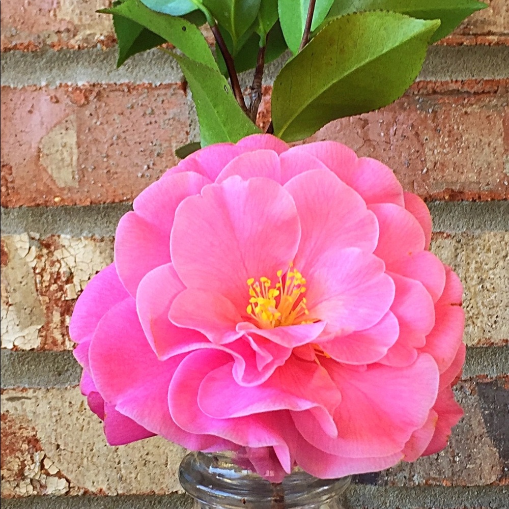 Meet your Posher, Tonya